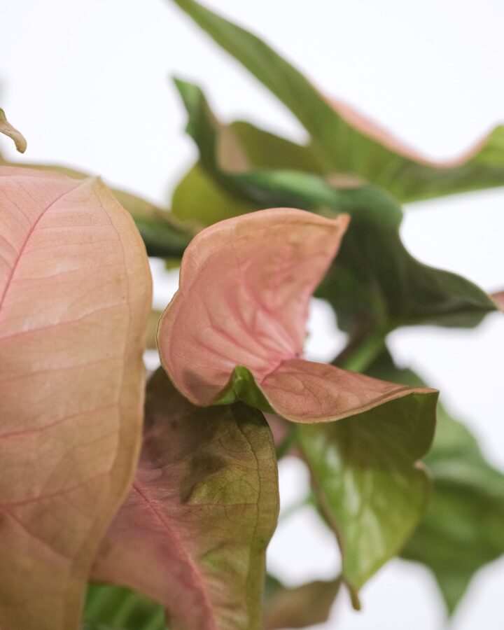 Syngonium Rosa Colgante