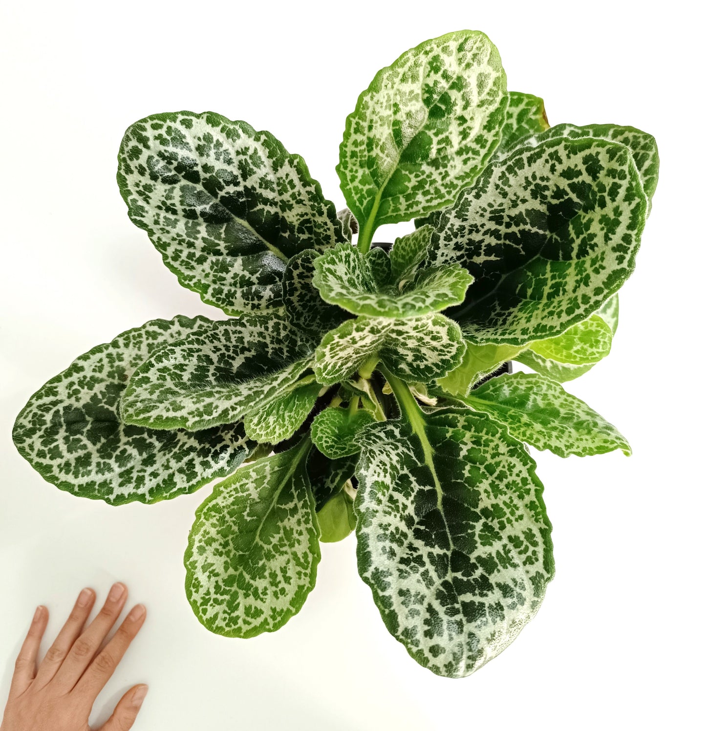 Streptocarpus pretty turtle