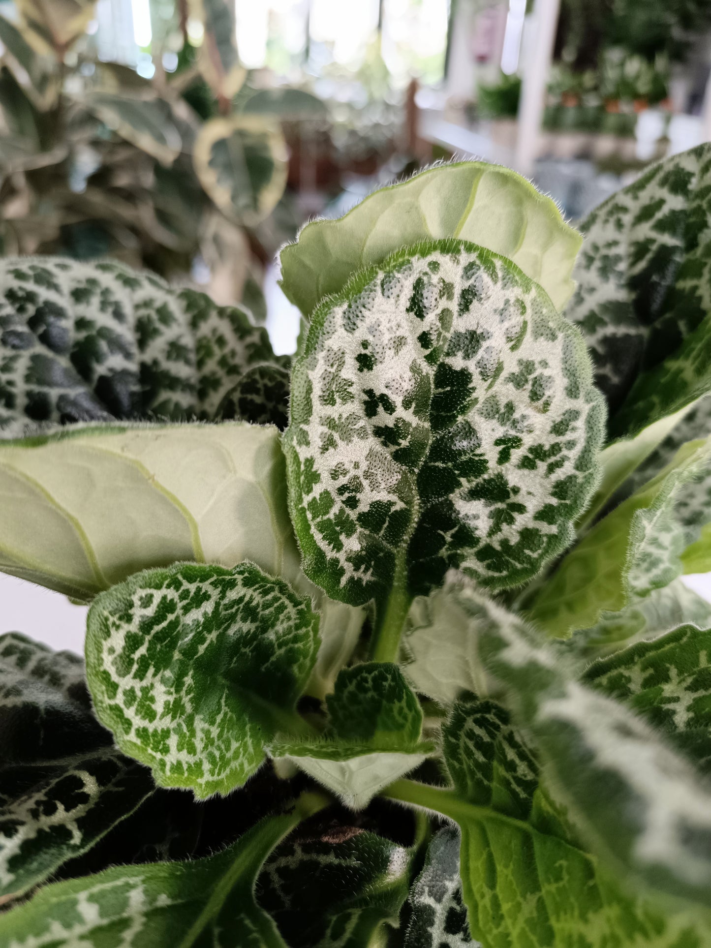 Streptocarpus pretty turtle