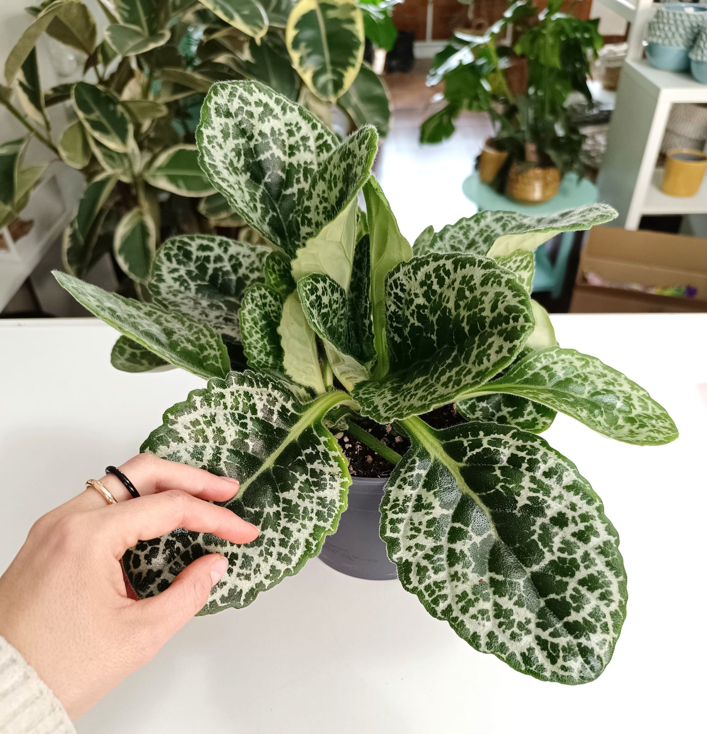 Streptocarpus pretty turtle